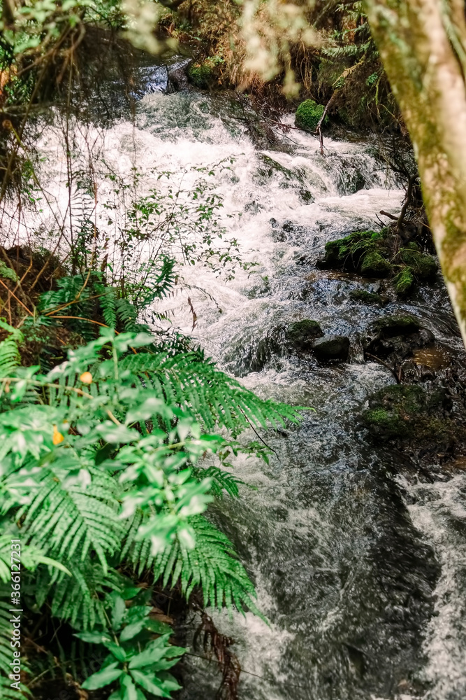 Stream with ferns in Wairakei Thermal Valley Stream with ferns in Wairakei Thermal Valley