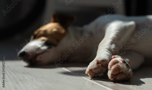 The dog sleeps on the floor. Close-up of a jack russell terrier lying on a gray laminate.