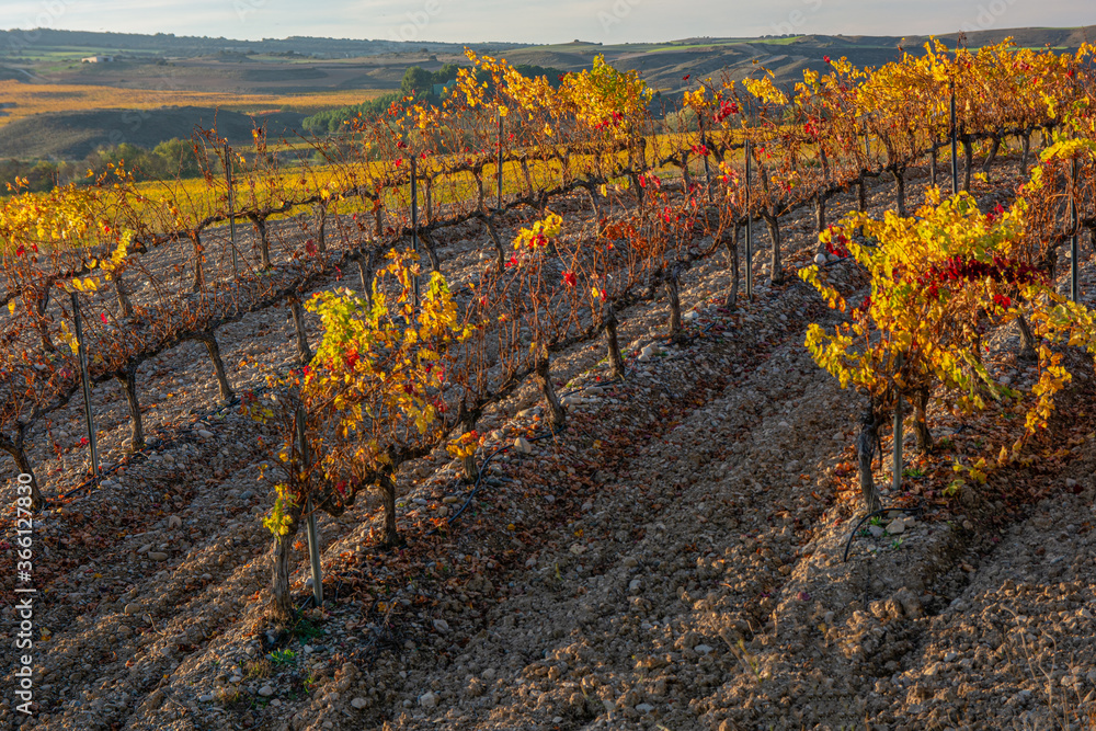 Vineyards for harvesting and winemaking