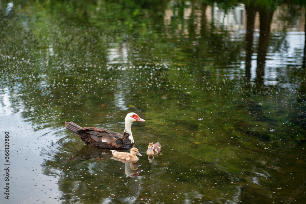 Mother Muscovy Duck with Ducklings at Girard Park in Lafayette Louisiana Mother Muscovy Duck with Ducklings at Girard Park in Lafayette Louisiana
