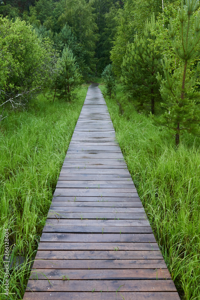 Wooden path in the forest