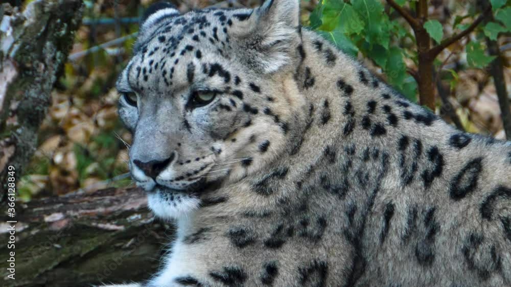 close up of Snow leopard head on a cold day in autumn close up of Snow leopard head on a cold day in autumn