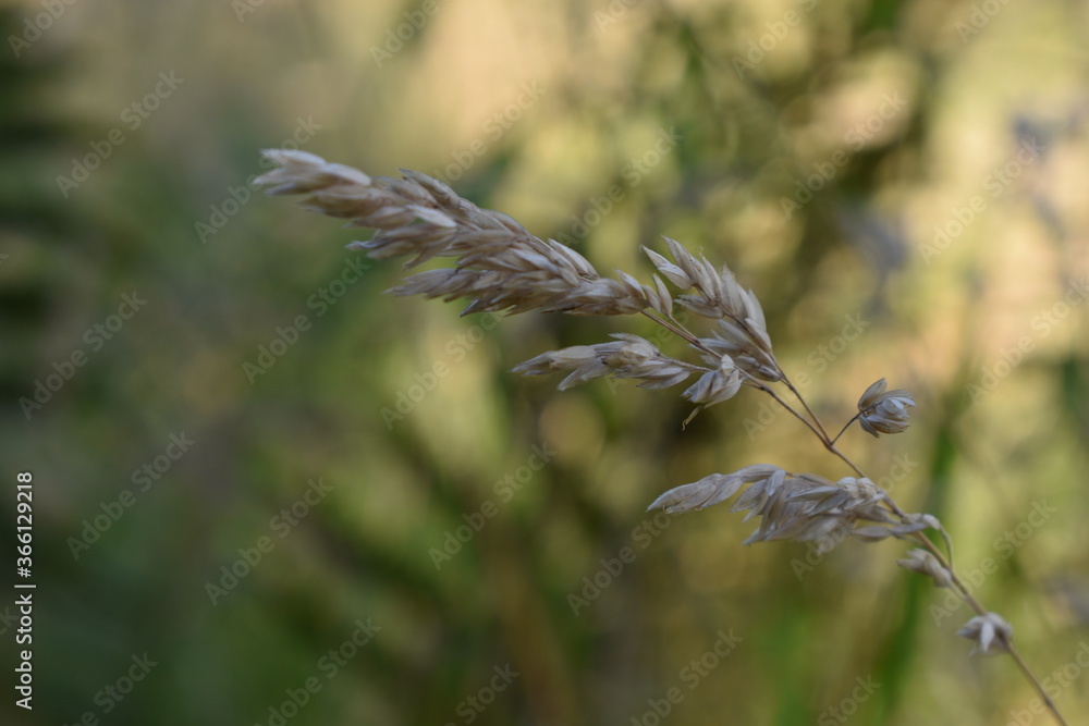 Fototapeta premium Chwast 