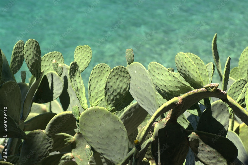 Leaves of the Cactus plant on the coast of Skiathos Leaves of the Cactus plant on the coast of Skiathos