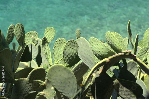 Leaves of the Cactus plant on the coast of Skiathos 