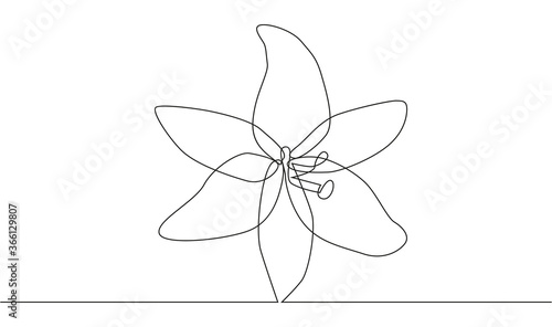 continuous single drawn one line flower lily hand-drawn picture silhouette. Line art. doodle.