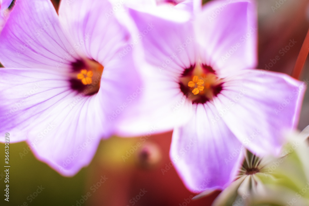 Fototapeta premium Silver Shamrock flowers or Chilean Oxalis, Pink Carpet Oxalis, Pink Buttercups, Pink Sauerklee in St. Gallen, Switzerland.