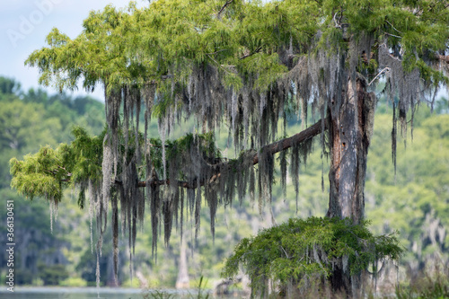 Moss Draped Cypress Tree at Lake Martin in South Central Louisiana photo