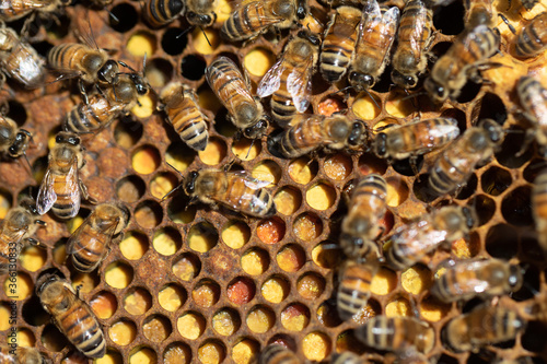 Wallpaper Mural Pollen-Vorräte im Bienenstock  Torontodigital.ca