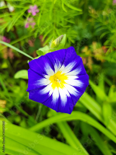 dwarf glory bind also dwarf morning glory (in german Dreifarbige Winde also Dreifarbige Gartenwinde) Convolvulus tricolor photo