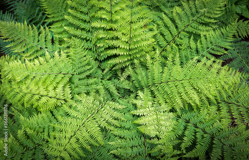 background which the structure of bracken