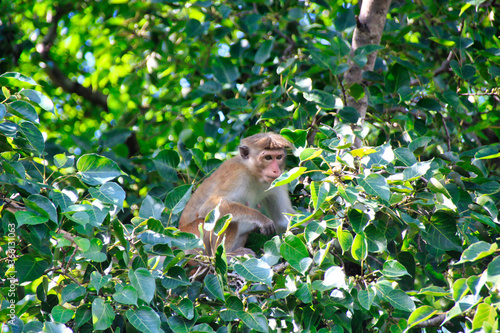 a wild monkey at a temple in sri lanka