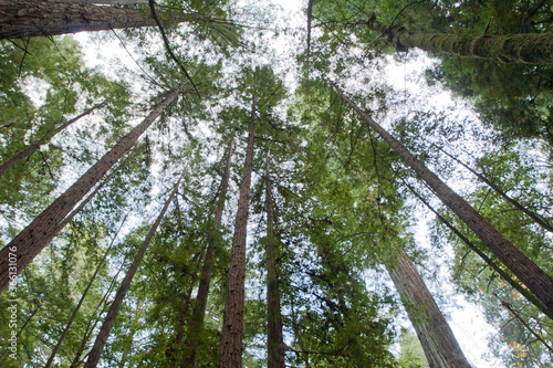 California redwoods, Armstrong Woods State Park, near Guerneville, California photo