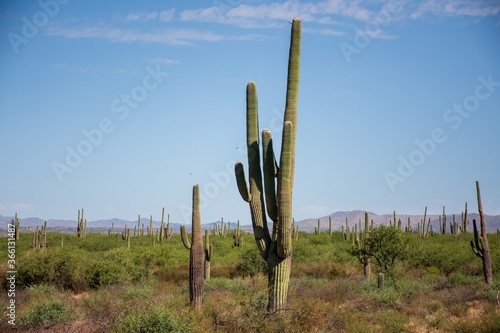 Arizona Desert landscape with saguaros cactus Carnegiea gigantea © ERNESTO