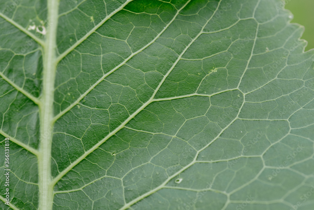 Fototapeta premium Horseradish leaves close-up
