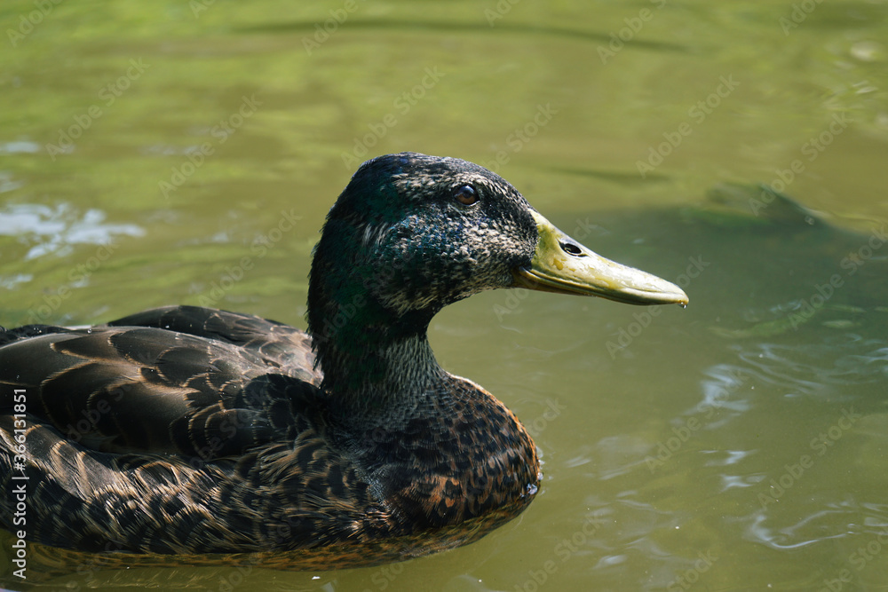 A duck male swimming in a pond. A duck male swimming in a pond.