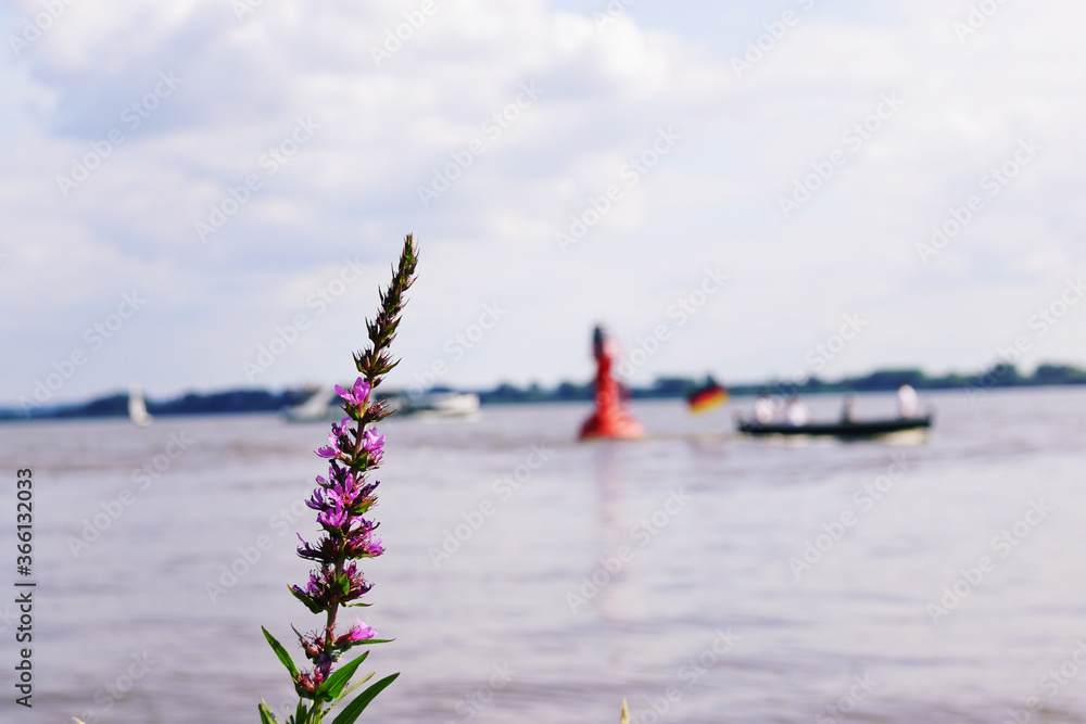 A purple vervain flower with river traffic in the background.