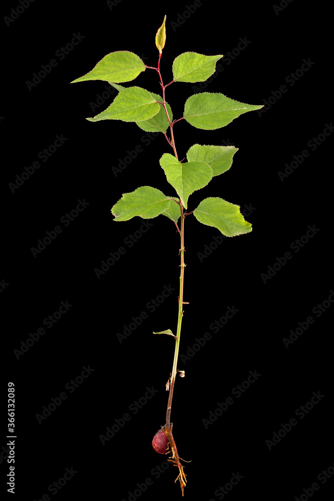 Apricot young tree with root and kernel, isolated on black background