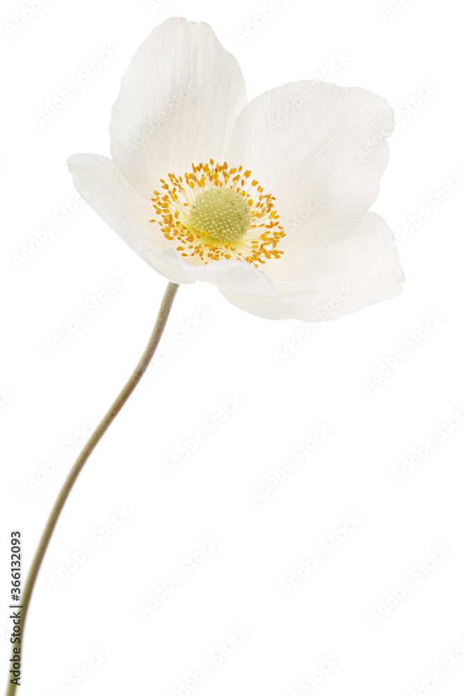 Obraz premium White flower of anemone, isolated on white background