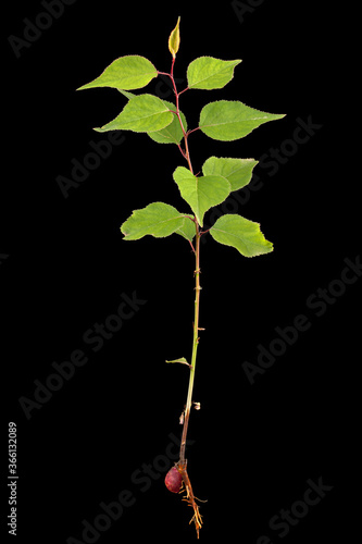 Obraz na płótnie Apricot young tree with root and kernel, isolated on black background w salonie