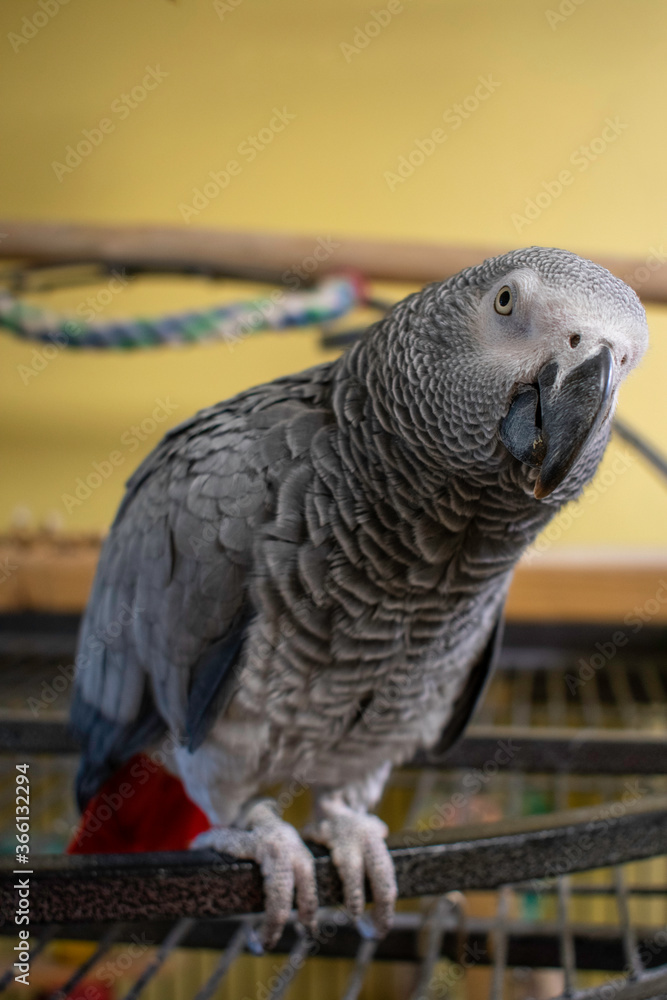 Fototapeta premium A Vertical Shot of an African Grey Parrot