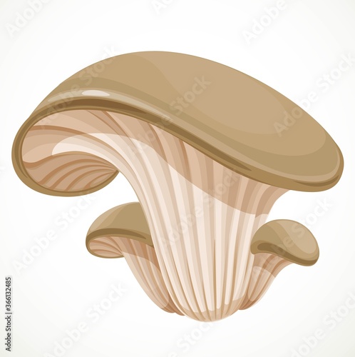 Little oyster mushroom isolated on white background
