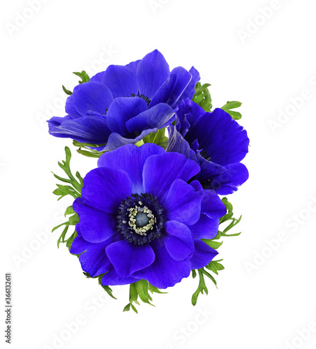 Tableau sur toile Blue anemone flowers