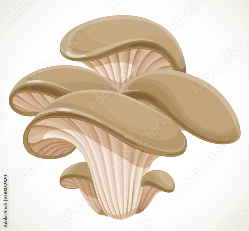 Oyster mushroom isolated on white background