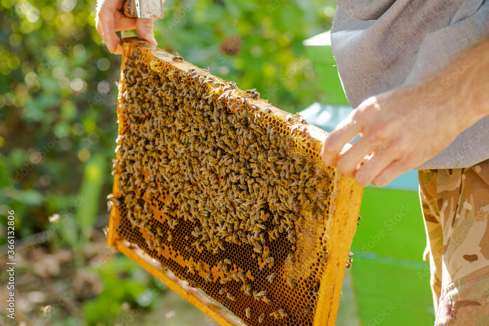 removed from hive bee frame. wooden bee hive frame , with few worker bees Apis mellifica. Capped brood cells and uncapped comb visible. removed from hive bee frame. wooden bee hive frame , with few worker bees Apis mellifica. Capped brood cells and uncapped comb visible.