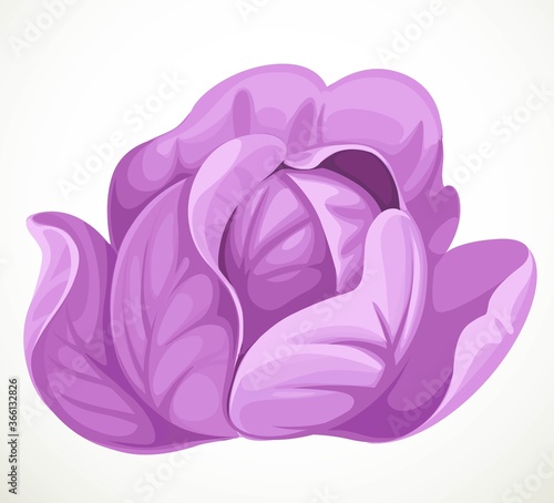Red cabbage isolated on white background