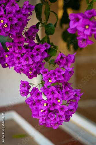 A pic of a purple Bougainvillea