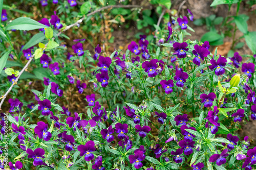 purple violet flowers in the flowerbed