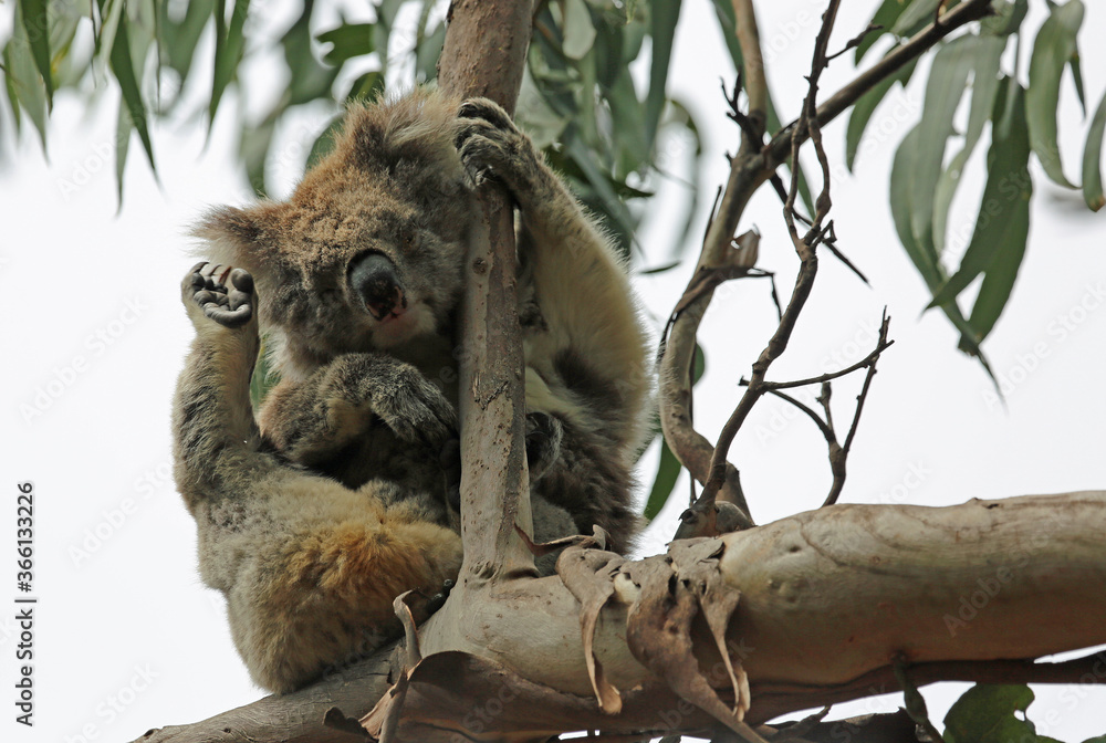 Fototapeta premium Koala scratching - Kennett River, Victoria, Australia