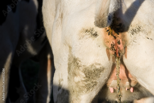 Slika na platnu Urinating cow. Focus on the vulva and the yellow stream of urine