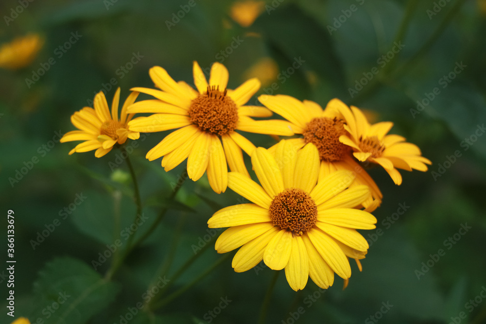 Yellow flowers of blooming Heliopsis sunflower (Helianthus pauciflorus) on a flowerbed in the garden. Hohlspiegel variety. Yellow flowers of blooming Heliopsis sunflower (Helianthus pauciflorus) on a flowerbed in the garden. Hohlspiegel variety.