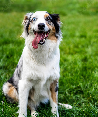 Australian Shepard Dog