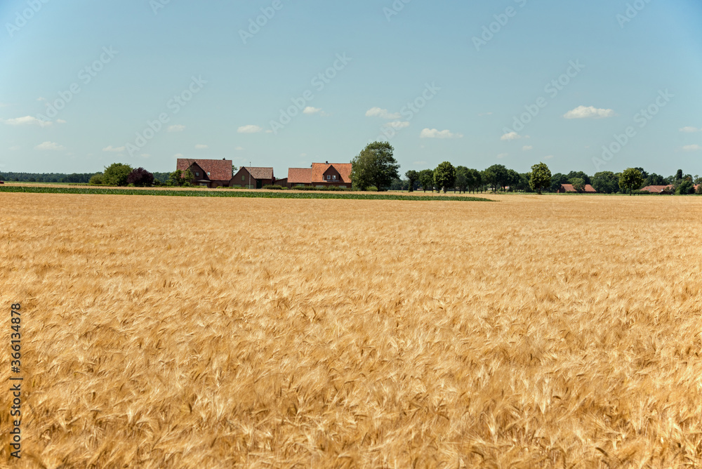 Fototapeta premium Getreidefeld in der norddeutschen Tiefebene 