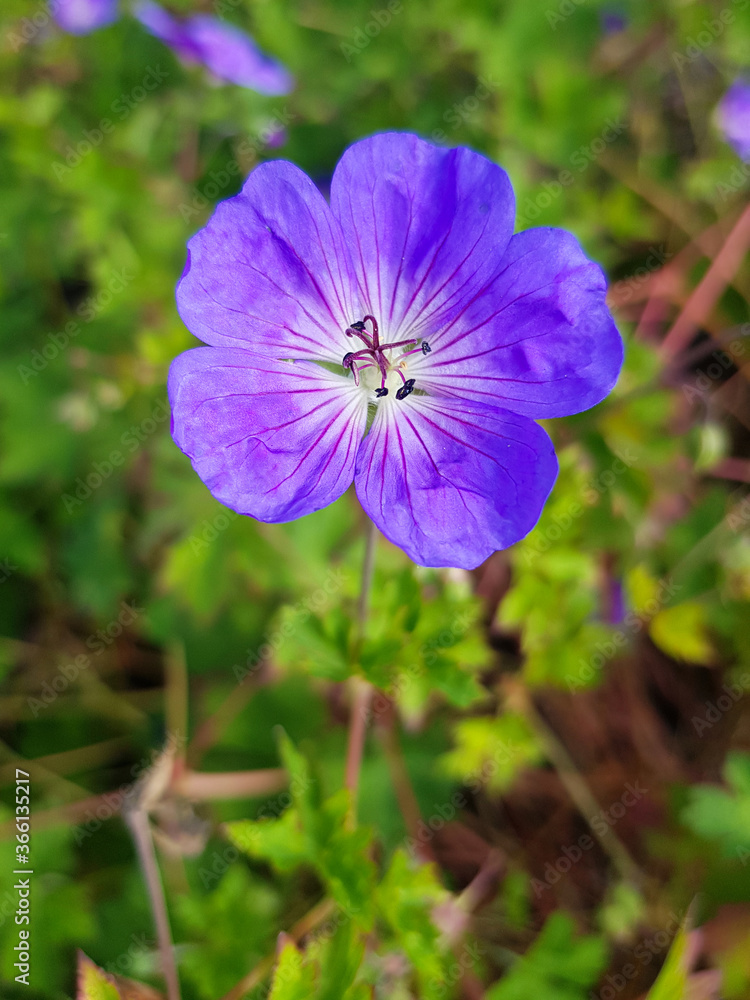 wood cranesbill also woodland geranium (in german Waldstorchschnabel also Wald-Storchschnabel) Geranium sylvaticum wood cranesbill also woodland geranium (in german Waldstorchschnabel also Wald-Storchschnabel) Geranium sylvaticum
