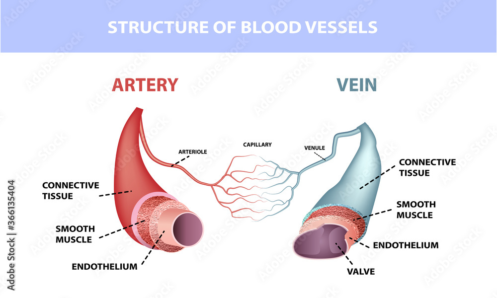 Healthy artery and vein anatomy, layers of arteries and veins, medical illustration Stock Vector