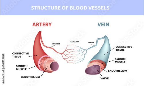 Healthy artery and vein anatomy, layers of arteries and veins, medical illustration