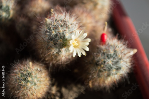 cactus with  flower and seeds