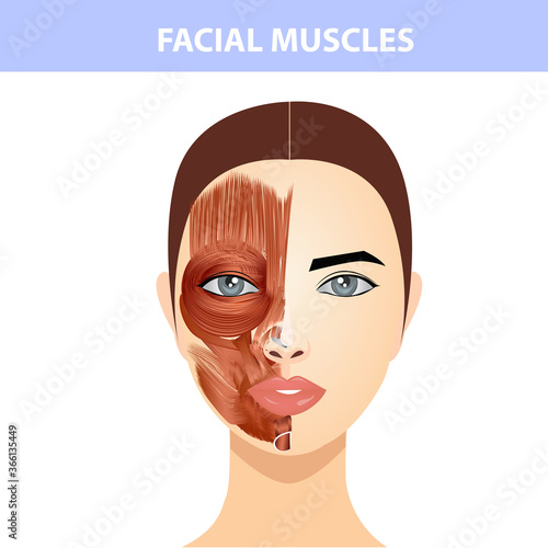 The structure of the muscles of the female face and neck, half of the muscles of the face and half of the skin.