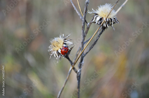 ladybug on dried flowers