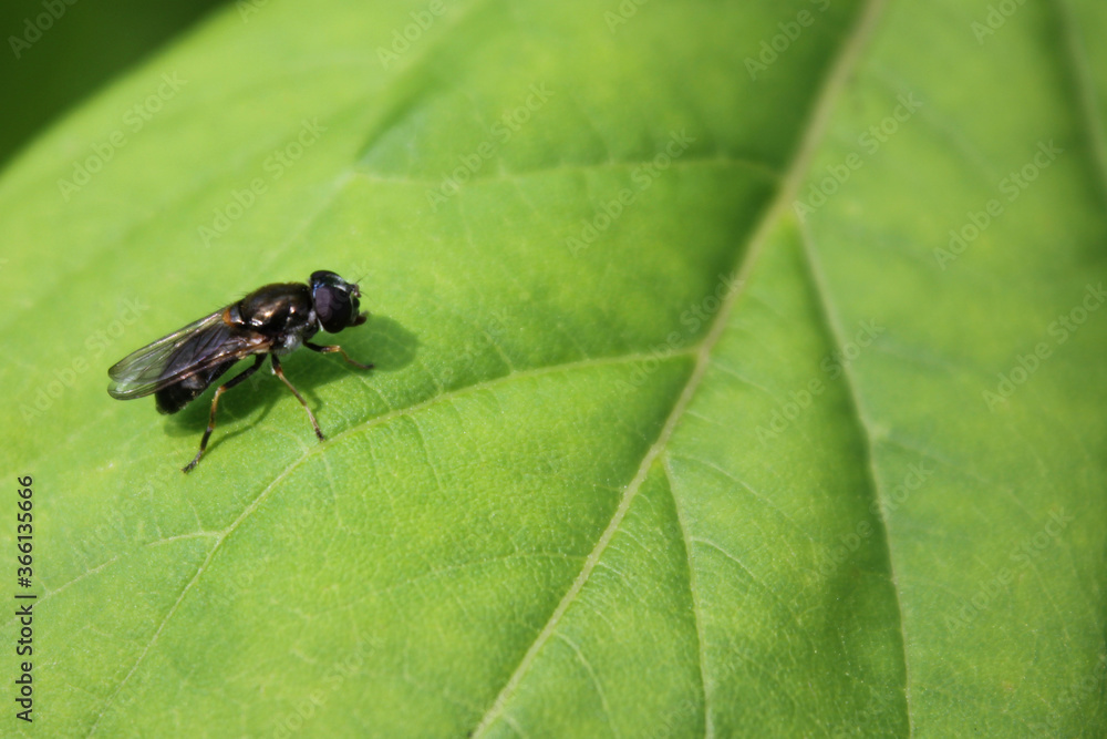 А fly on a leaf А fly on a leaf