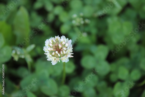 white clover