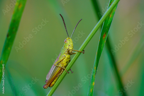 Green grasshopper on a flower close-up