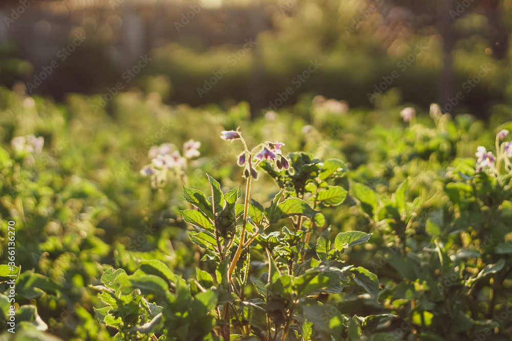 Abstract natural background. Beds of potato bushes at sunset. Abstract natural background. Beds of potato bushes at sunset.