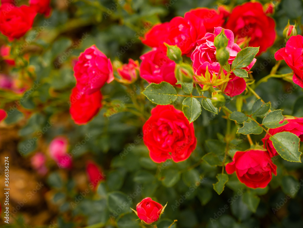 Roses in the botanical garden in Radzionków. Free space for entry ready. Roses in the botanical garden in Radzionków. Free space for entry ready.