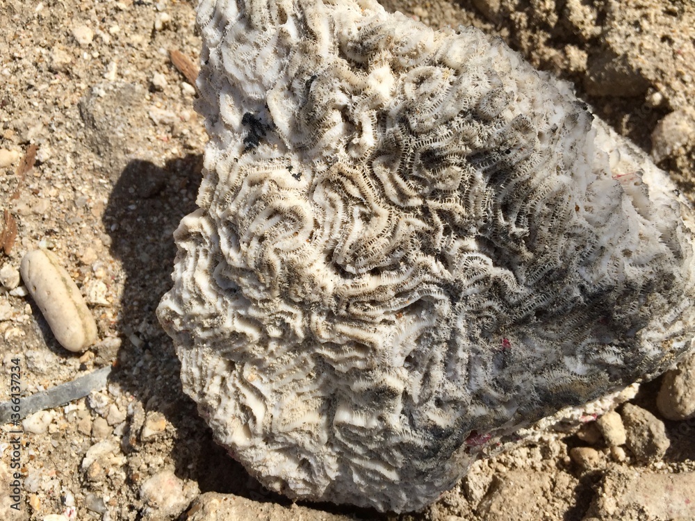 Naklejka premium Beach discoveries