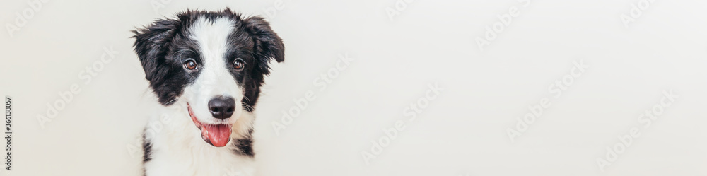Funny studio portrait of cute smiling puppy dog border collie isolated on white background. New lovely member of family little dog gazing and waiting for reward. Pet care and animals concept. Banner